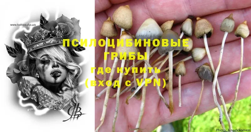 Галлюциногенные грибы Psilocybe  дарнет шоп  Белоусово 